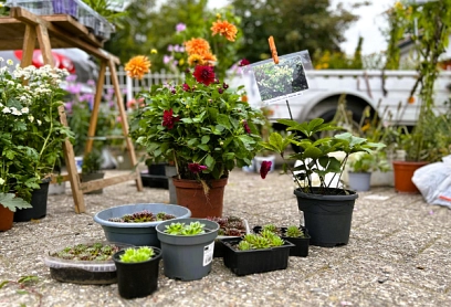 Huder Staudenflohmarkt